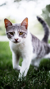 草地上的可爱小猫