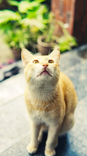抬头张望的橘猫
