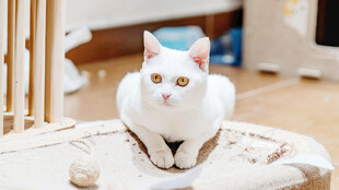 软萌白色居家猫咪