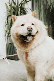 开心微笑的白色宠物犬