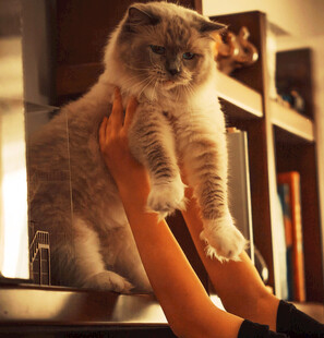 暖光下托举折耳猫咪