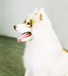 可爱长毛宠物犬