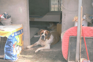 门后休憩的圣伯纳犬