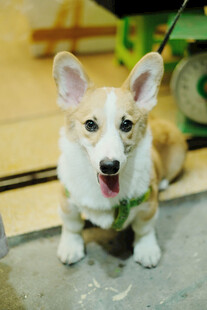开心的黄白柯基犬