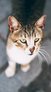 可爱狸花猫特写