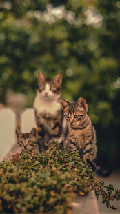 户外相伴的两只小猫