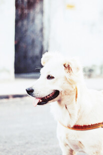 微笑的白色宠物犬