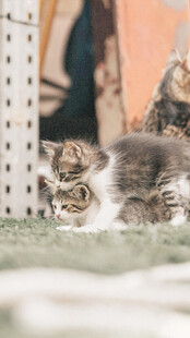 可爱虎斑小奶猫