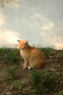 户外草地上的橘猫