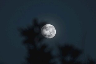 夜空中的满月与树影