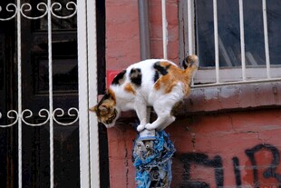 窗边张望的三花猫