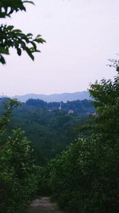 林间远眺山野风光