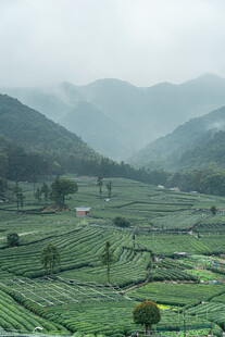 雾漫山野茶园风光