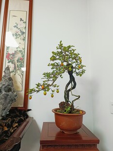 盆景