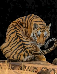 猛虎图