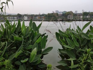 湖泊