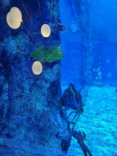 海洋馆