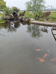 鱼池