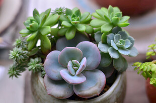 多肉植物组合盆栽