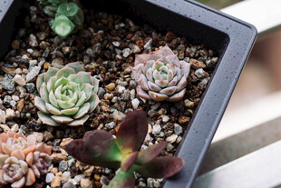 多肉植物组合盆栽
