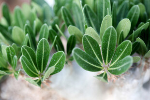 清新绿植叶片特写