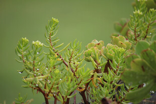 嫩绿植物枝叶特写