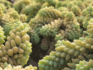 群生多肉植物特写