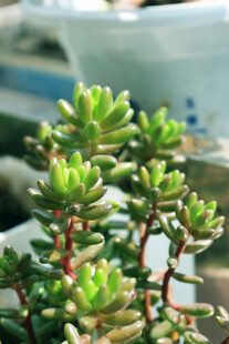 清新多肉植物特写
