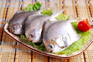 新鲜银鲳鱼食材摆盘