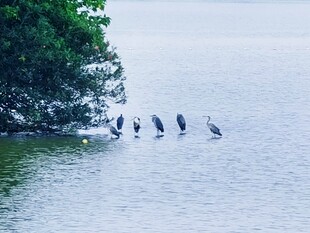 湖面休憩的水鸟群