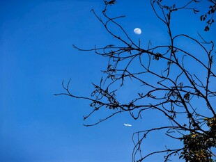 蓝天枝桠间的月亮