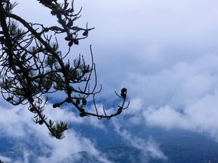松枝云海山景