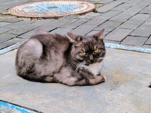 户外趴卧的灰猫