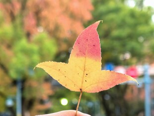 秋日渐变枫叶