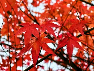秋日红枫枝叶