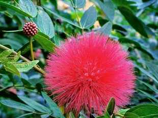 红绒球花卉