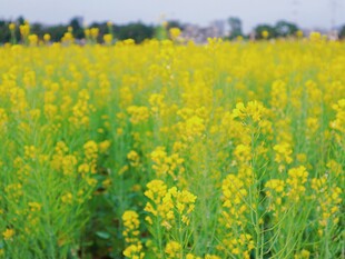 春日油菜花田