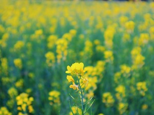 油菜花