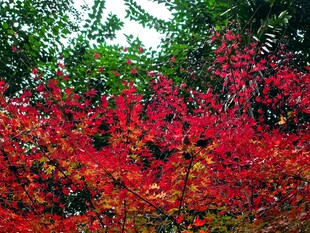 红花绿植自然景观