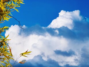 蓝天竹叶晴空云景