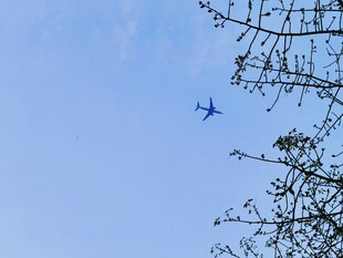 蓝天枝桠旁飞过的飞机