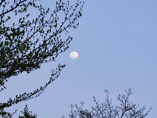 蓝天树梢悬月