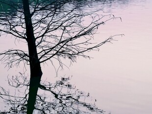 雾中孤树朦胧景致