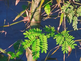 水畔绿植枝叶