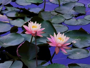 夏日池塘粉睡莲