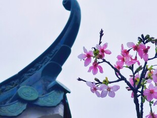 檐伴春花