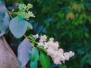 粉花绿植自然小景