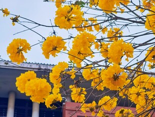黄花风铃木盛放