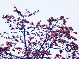 春日仰拍红花枝桠