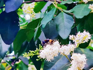 绿叶丛中白色花簇